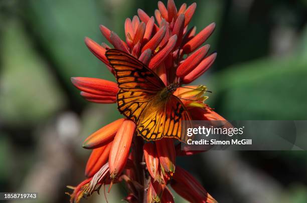 mexican silverspot/ pasionaria mexicana butterfly (dione moneta) on an aloe arborescens (commonly known as sábila, krantz aloe or candelabra aloe) in bloom - silverspot stock pictures, royalty-free photos & images