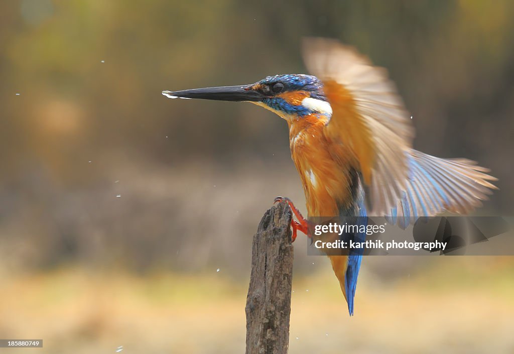 Kingfisher In Action