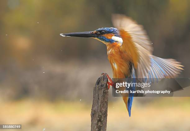 kingfisher in action - coimbatore stock pictures, royalty-free photos & images