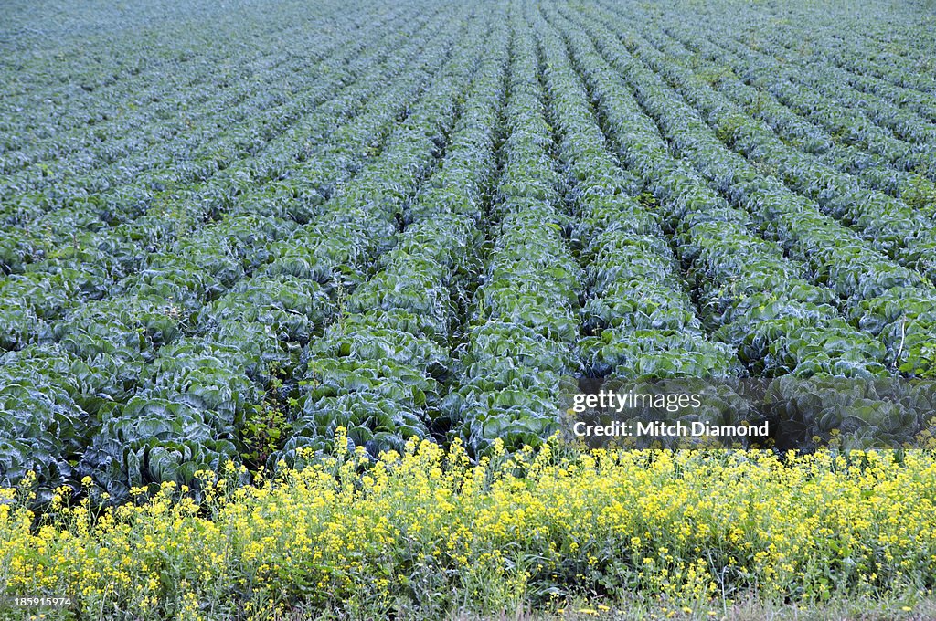 California produce fields