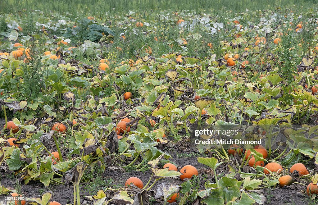 Pumpkin patch