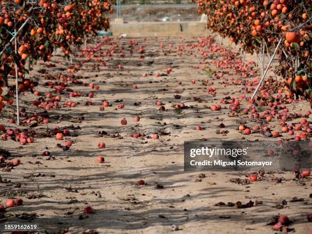 crop loss - umweltkatastrophe stock-fotos und bilder