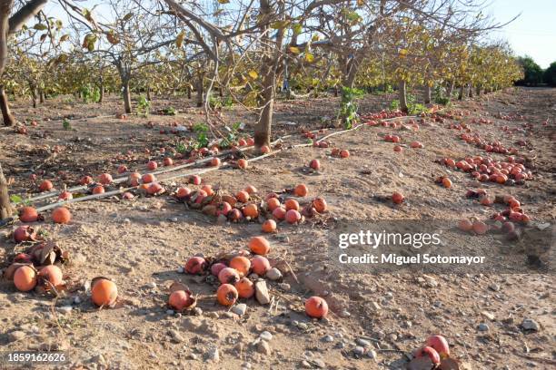 crop loss - umweltkatastrophe stock-fotos und bilder