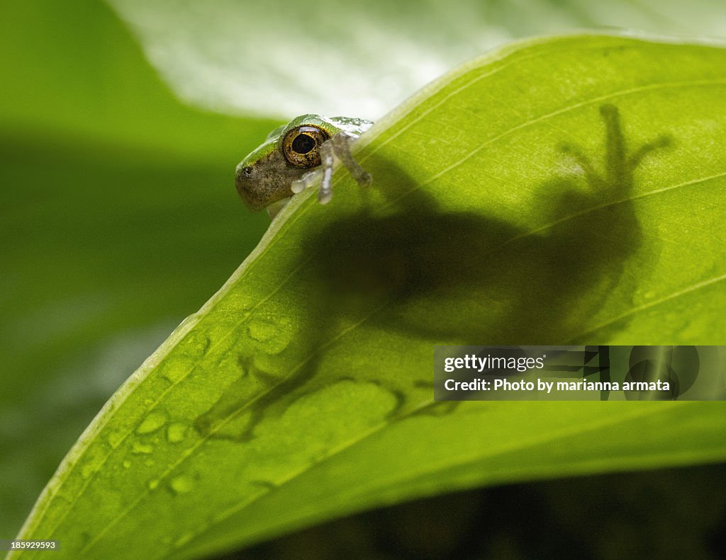 Grey tree frog on a leaf