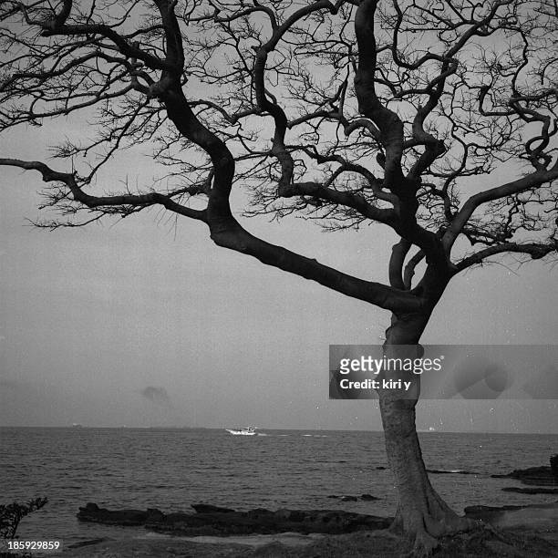spooky tree by the sea - single tree stock pictures, royalty-free photos & images