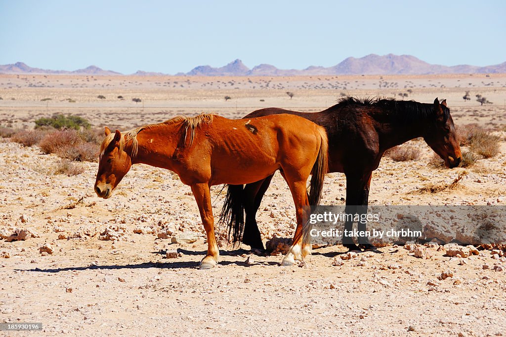 Two wild horses