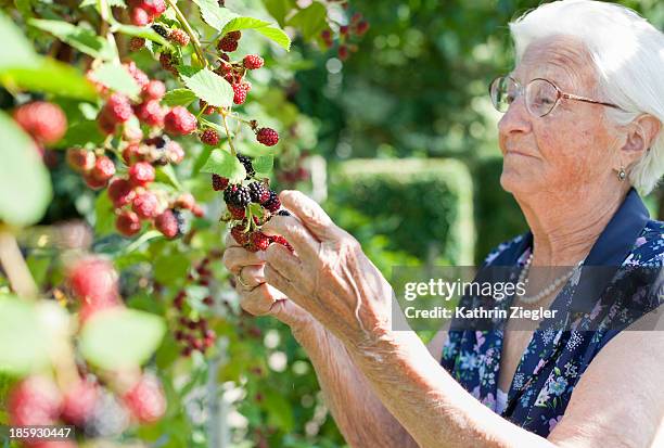 elderly lady picking blackberries - berry picker stock pictures, royalty-free photos & images