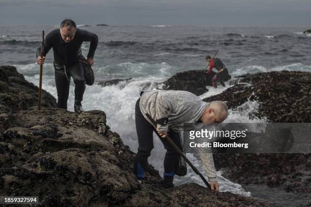 Barnacle collectors, traditionally known as 'Percebeiros', harvest goose barnacles, a Spanish Christmas delicacy, from the rocks of the Cabo Roncudo...