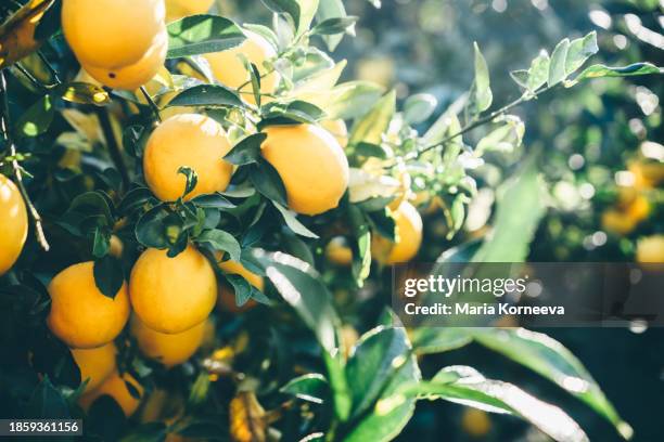 ripe and juicy lemon on a tree in the garden. - albero di limone foto e immagini stock