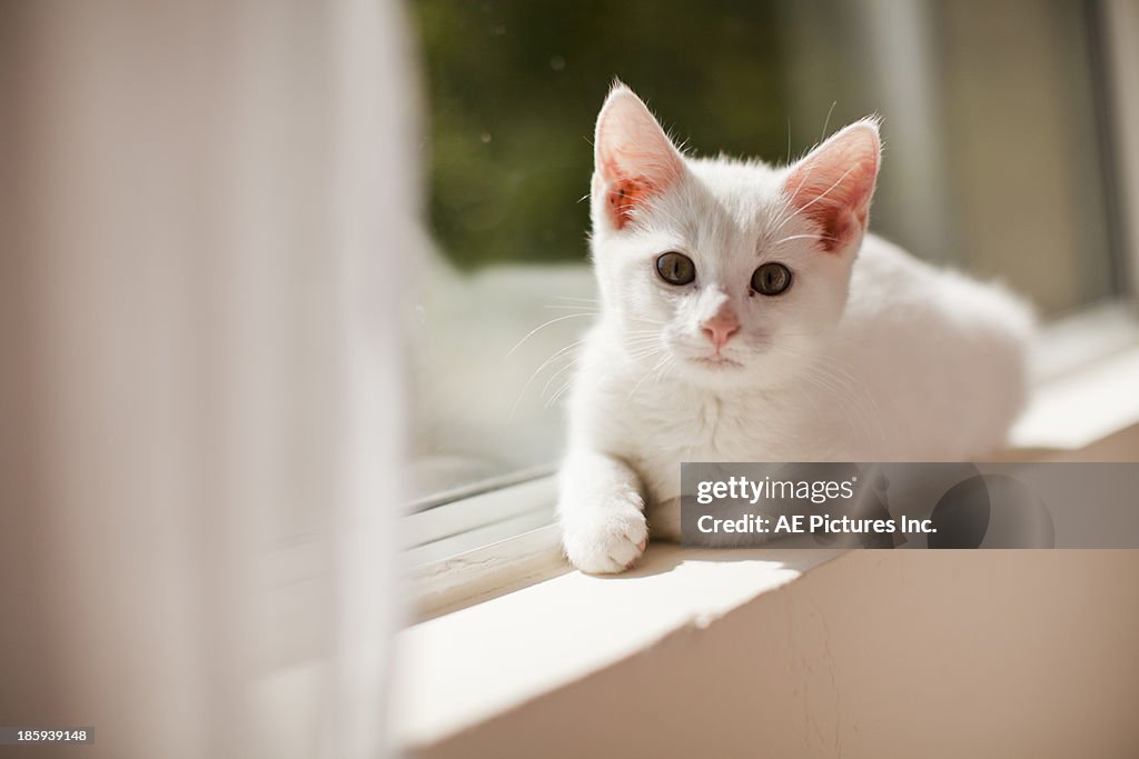 Kitten in the window