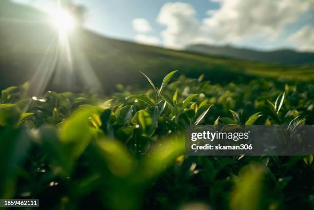 selective focus the top of green tea with green tea plantation and copyspace - tea fotografías e imágenes de stock