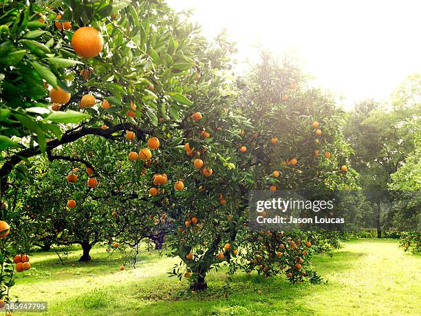 orchards - orange orchard stock pictures, royalty-free photos & images