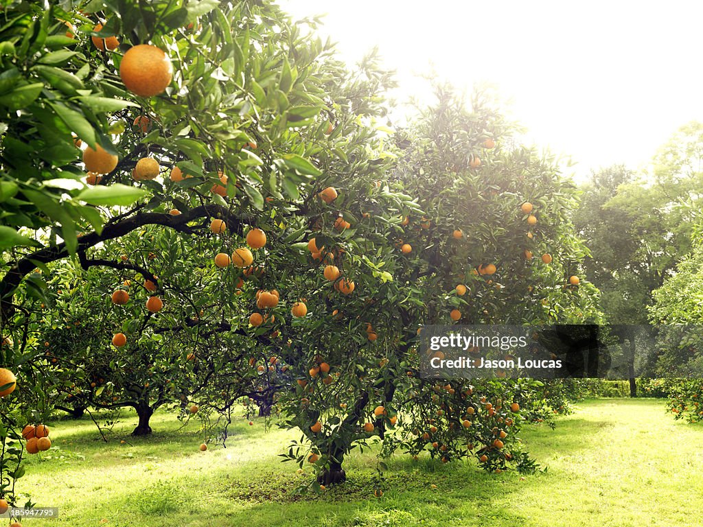 Orchards