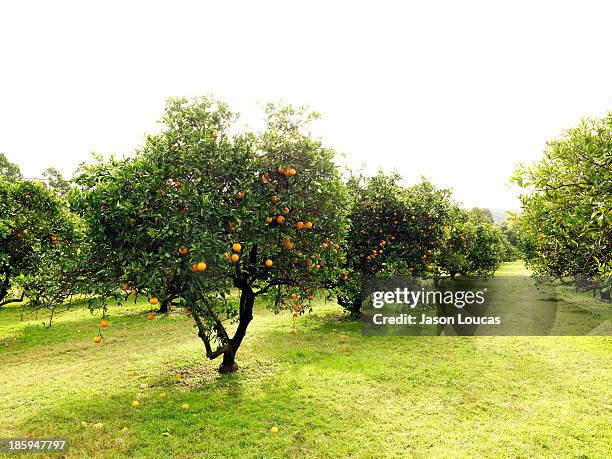 orchards - orange orchard fotografías e imágenes de stock