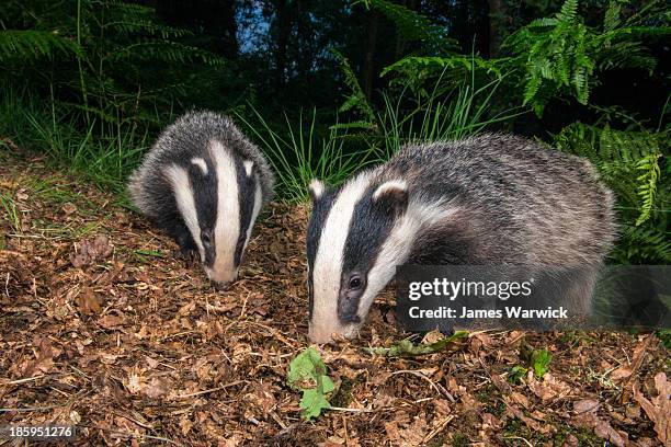 badger cubs foraging in oak - meles meles stock pictures, royalty-free photos & images