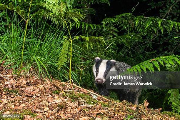 badger cub emerging through bracken in oak woods - warwick angleterre photos et images de collection