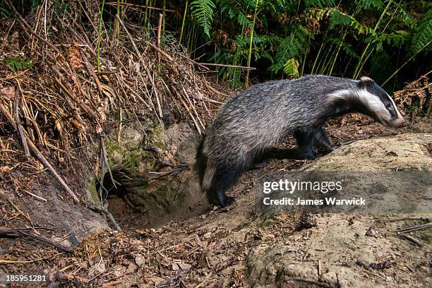 badger cub leaving sett - badger stock pictures, royalty-free photos & images