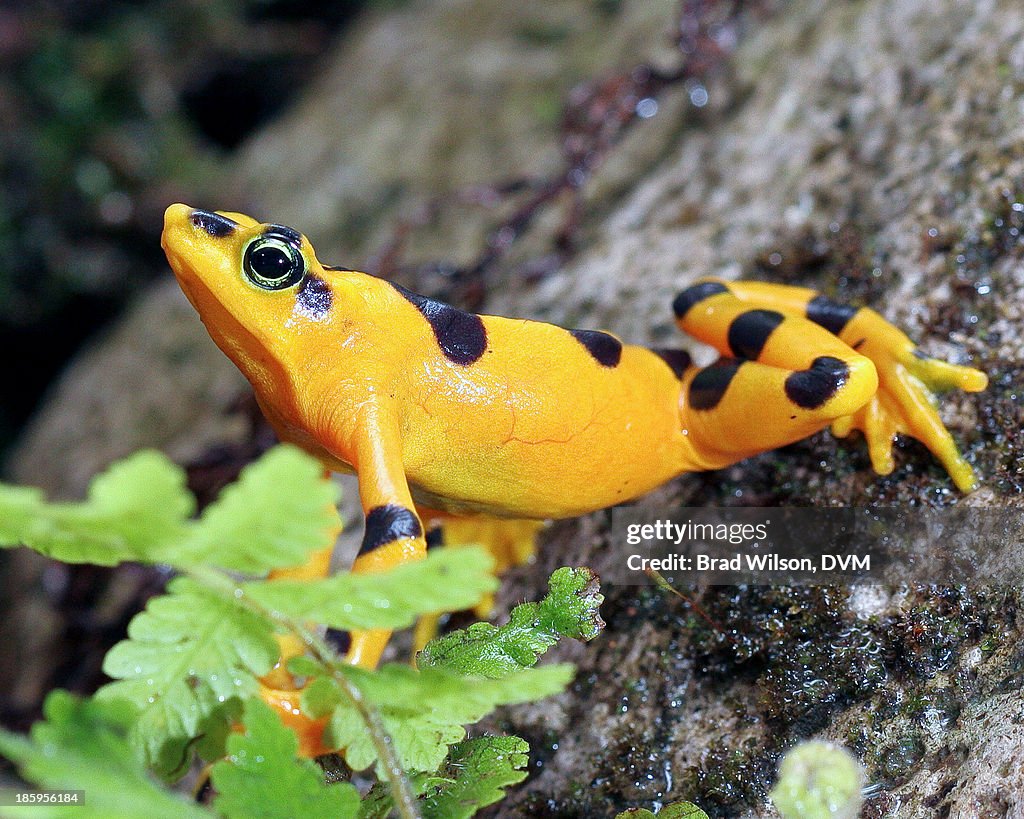 Atelopus zeteki, Panamanian Golden Frog in habitat