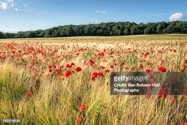 wild flower poppy field red landscape field summer - poppy fotografías e imágenes de stock