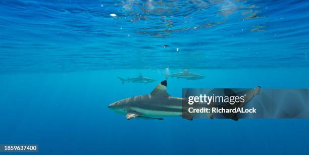 sharks in french polynesia - wilderness area stockfoto's en -beelden