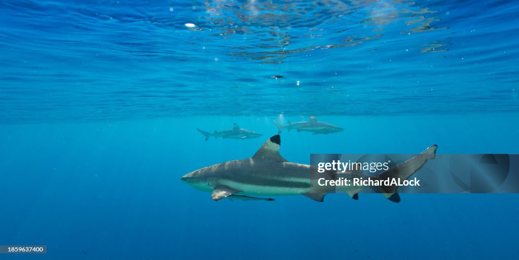 Sharks in French Polynesia