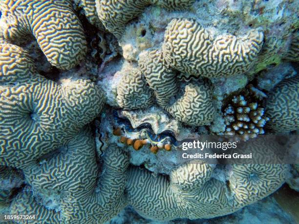 blue tridacna clam or giant clam, fihalhohi island, maldives - boring clam stock pictures, royalty-free photos & images