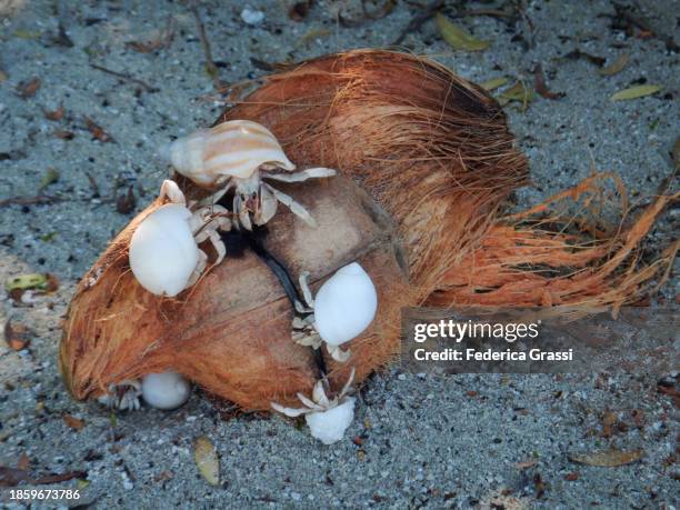 hermit crab (pagurus bernhardus) on a coconut - hermit crab stock pictures, royalty-free photos & images