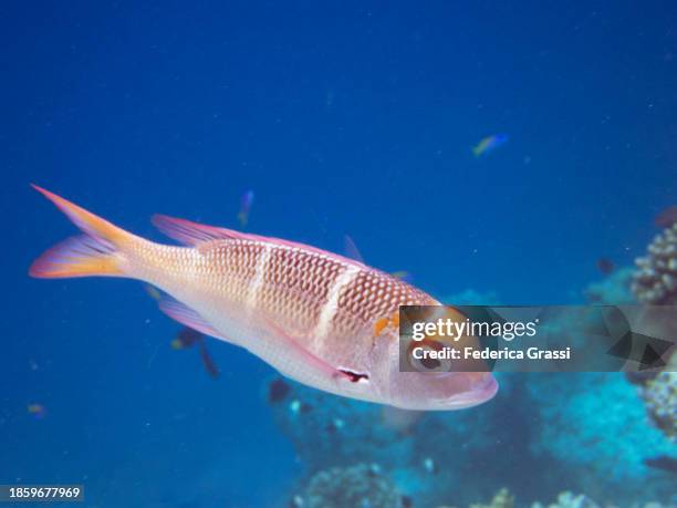 humpnose big-eye bream (monotaxis grandoculis), fihalhohi island, maldives - humpnose bigeye bream stock pictures, royalty-free photos & images