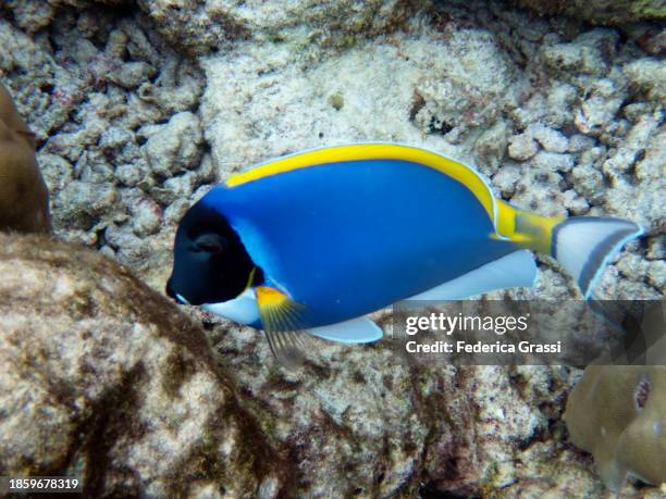 powder blue surgeonfish (acanthurus leucosternon), fihalhohi island, maldives - powder blue tang stockfoto's en -beelden