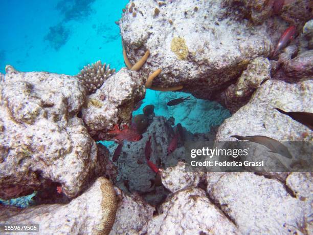 shoal of red pinecone soldierfish (myripristis murdjan) - soldierfish stock pictures, royalty-free photos & images