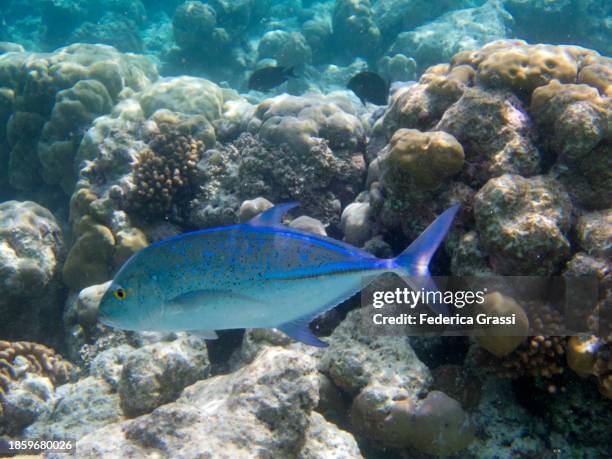 bluefin trevally (caranx melampygus) , fihalhohi island, maldives - pferdekopf stock-fotos und bilder