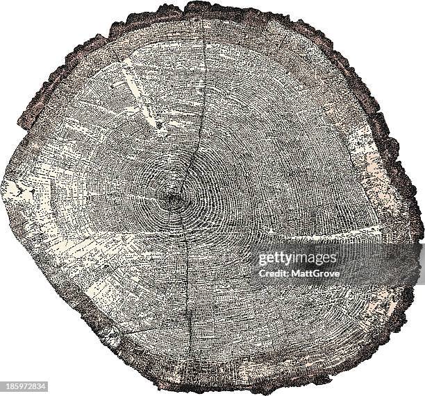 tree x-section - tree cross section stock illustrations