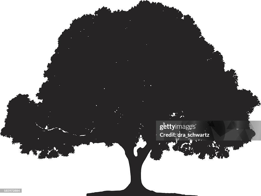 Ficus tree silhouette