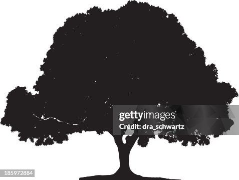 Ficus tree silhouette Ficus tree silhouette