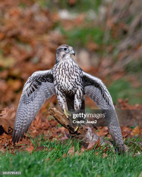 saker falcon portrait spreading wings, looking sideways - saker falcon falco cherrug stock pictures, royalty-free photos & images