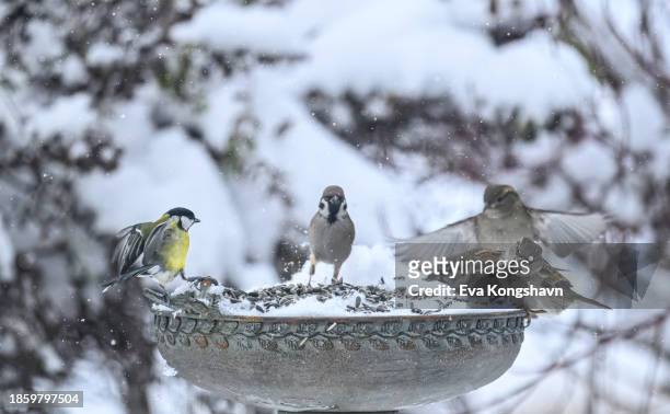 one great tit and many house sparrows - tits stock pictures, royalty-free photos & images