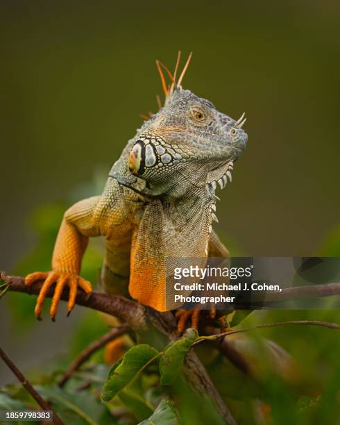 iguana - green iguana stock pictures, royalty-free photos & images