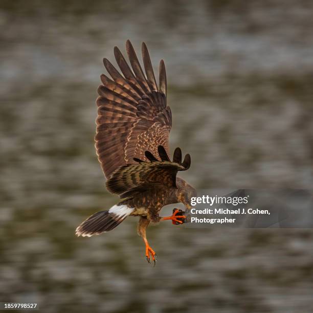 snail kite transfer - gainesville florida stock pictures, royalty-free photos & images