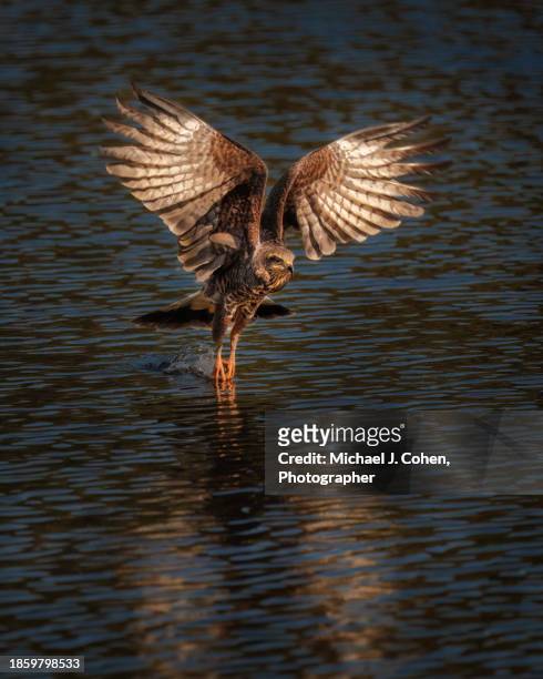 snail kite pickup - gainesville florida stock pictures, royalty-free photos & images