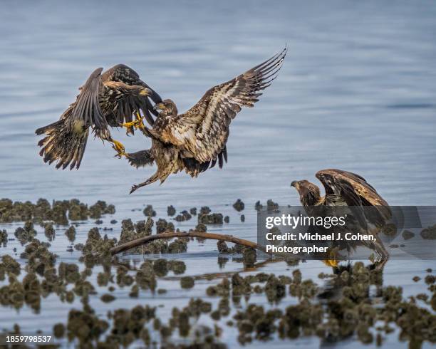 sibling rivalry - olympic peninsula wa stock pictures, royalty-free photos & images