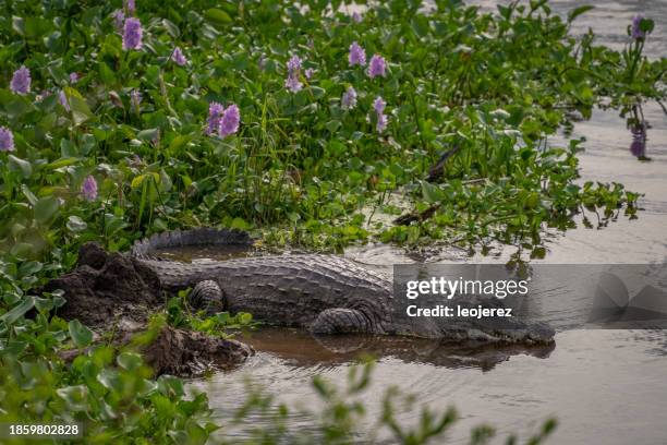 yacare - caiman stock pictures, royalty-free photos & images