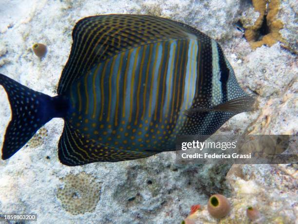 sailfin surgeonfish (zebrasoma desjardinii) - zebrasoma veliferum stock pictures, royalty-free photos & images