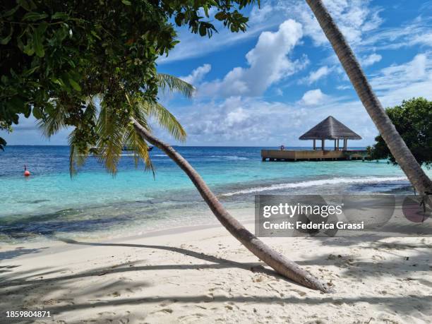 palm trees on the beach of fihalhohi island, maldives - süd male atoll stock-fotos und bilder