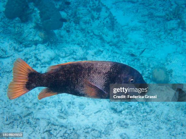 orange spotted emperor (lethrinus erythracanthus) - lethrinus stock pictures, royalty-free photos & images