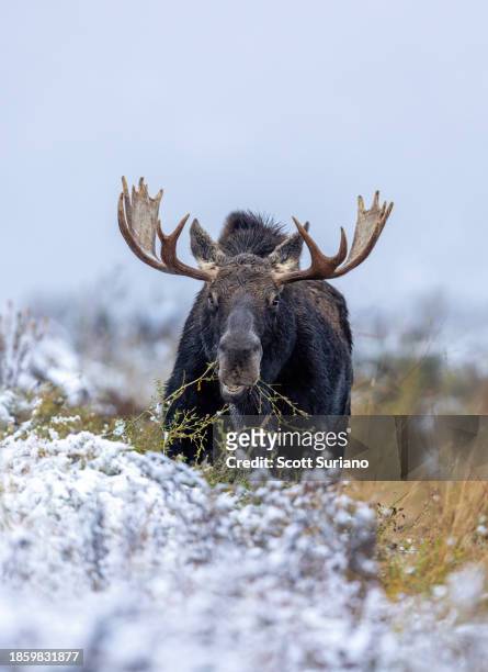 winter munch - bull moose jackson stock pictures, royalty-free photos & images
