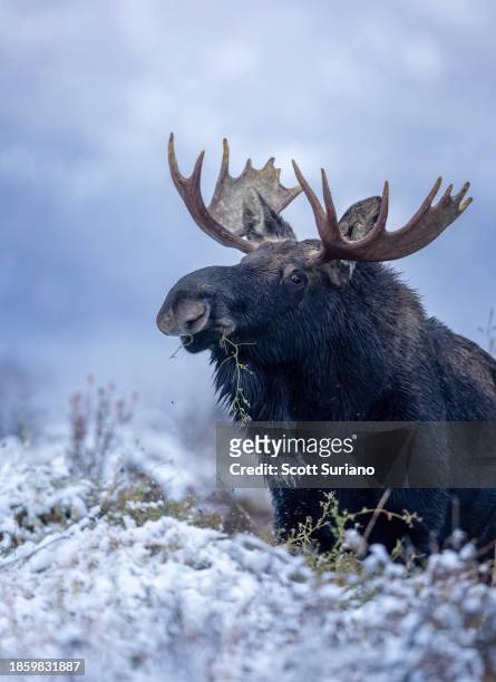 winter moose - bull moose jackson stock pictures, royalty-free photos & images