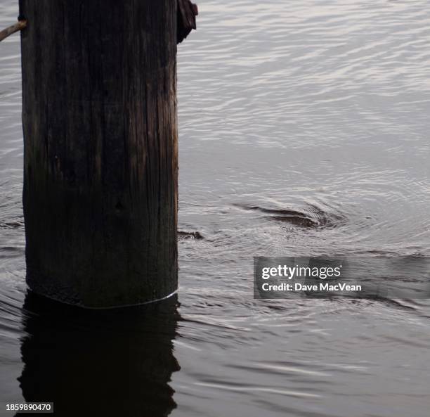 whirlpool around the river piling - tide turning stock pictures, royalty-free photos & images