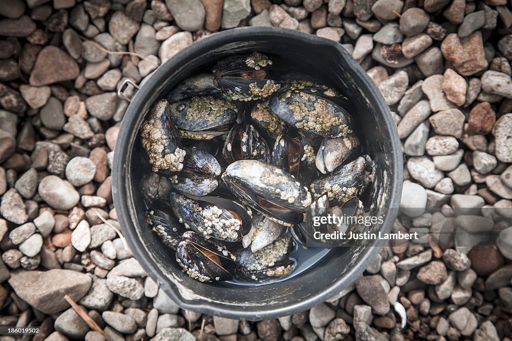 FRESH MUSSELS PICKED FROM THE ROCKS AND STEAMED