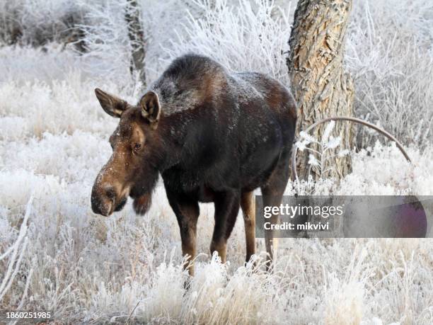 cow moose - a shiras moose stock pictures, royalty-free photos & images