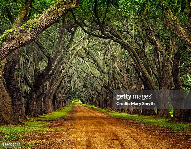 oaks on plantation road - louisiana stock pictures, royalty-free photos & images